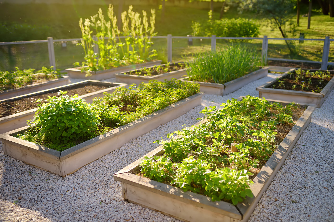 Garden Beds