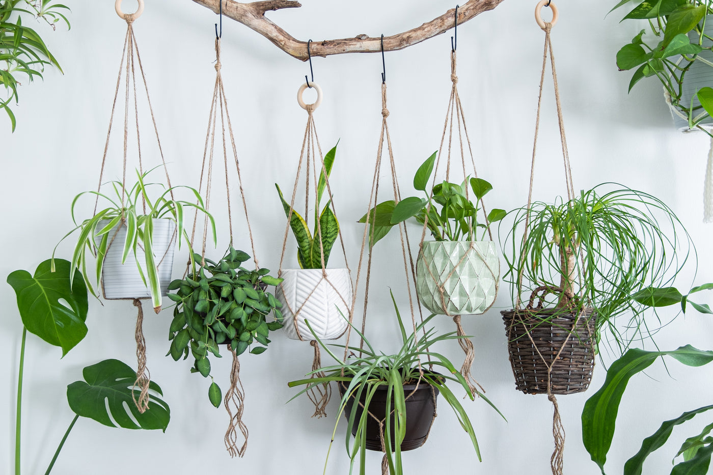 Hanging Plants