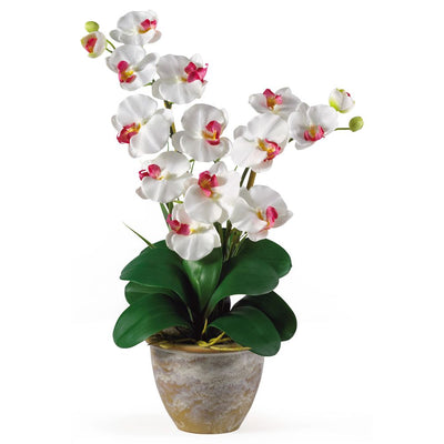 Double Stem Phalaenopsis Silk Orchid Arrangement Default Title