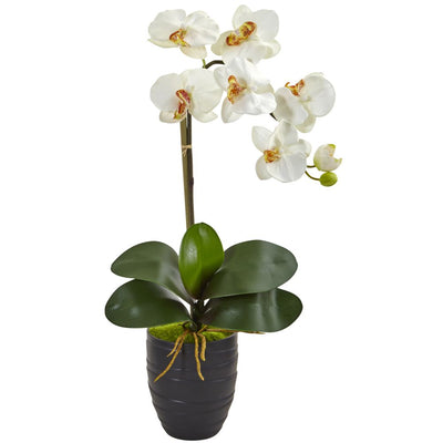 Phalaenopsis Orchid in Black Vase Default Title