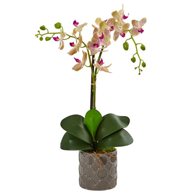 Double Phalaenopsis Orchid in Gray Ceramic Pot Default Title