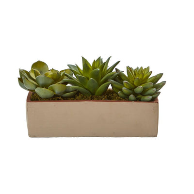 5” Mixed Succulent Pot Default Title