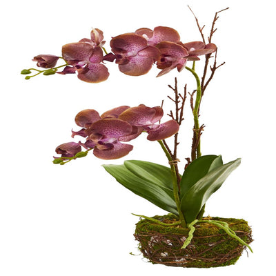 23” Chocolate Phalaenopsis Orchid Artificial Arrangement in Twig Basket Default Title