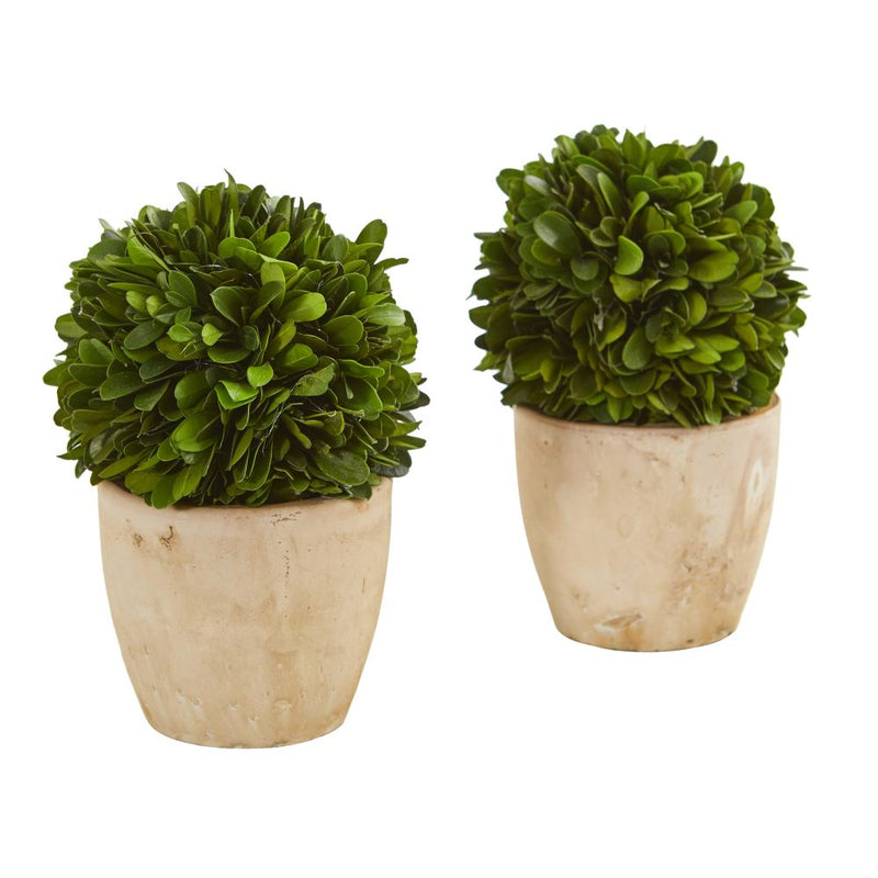 6” Boxwood Ball Preserved Plant in Planter (Set of 2) Default Title