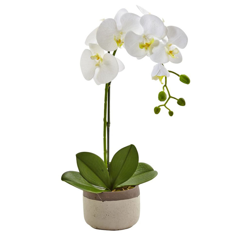 Phalaenopsis Orchid in Ceramic Pot Default Title