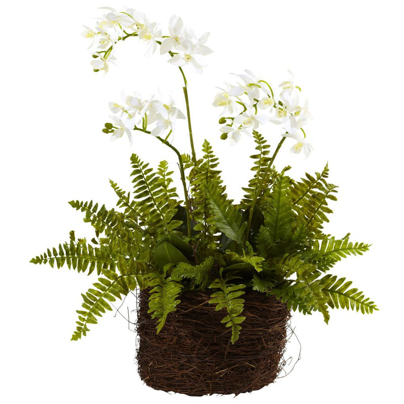 Mini Phalaenopsis & Fern w/Bridsnest Planter Default Title