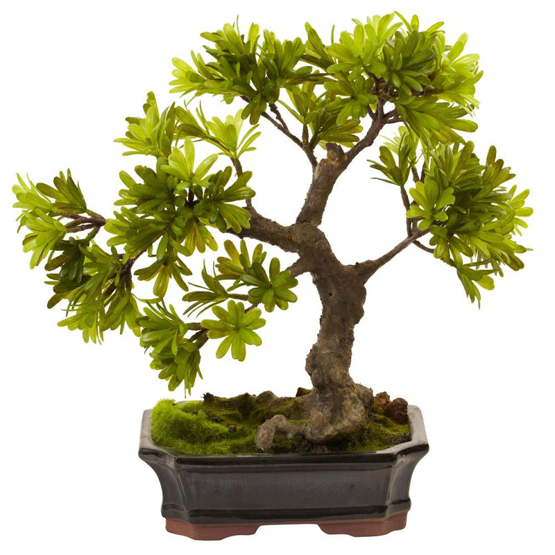 Podocarpus w/Mossed Bonsai Planter Default Title