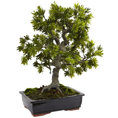 Giant Podocarpus w/Mossed Bonsai Planter Default Title