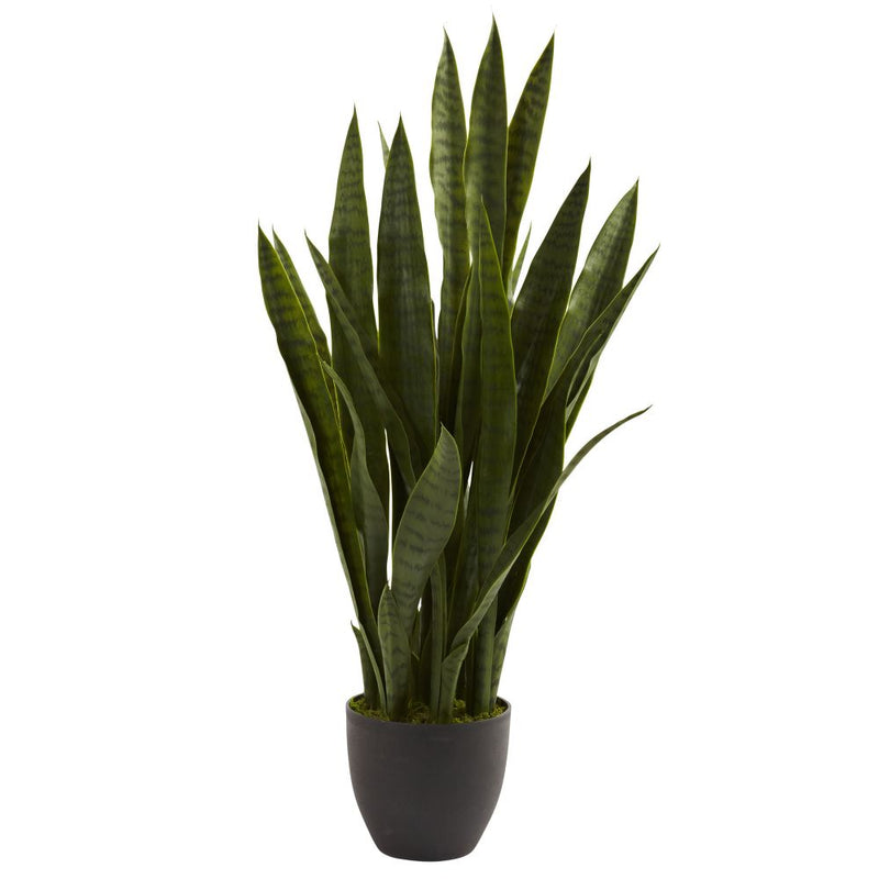 Sansevieria w/Black Planter Default Title