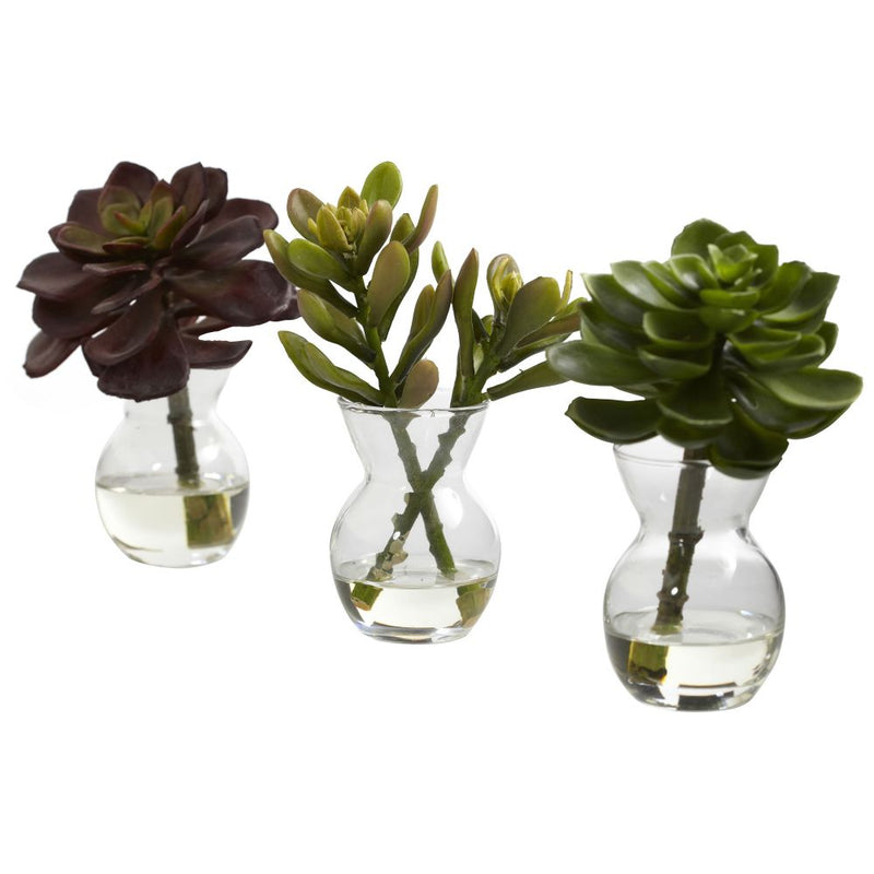 Succulent Arrangements (Set of 3) Default Title