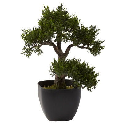 15” Cedar Bonsai Default Title