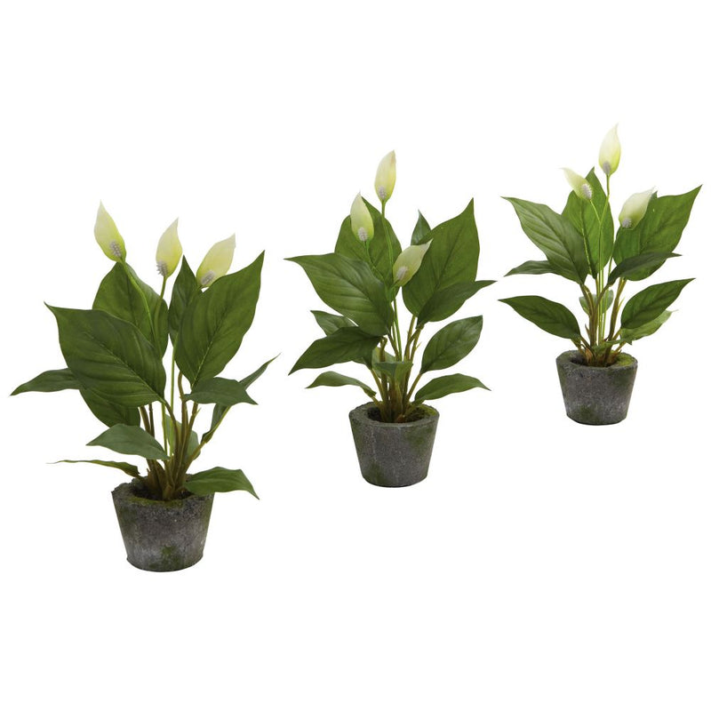 11” Spathyfillum w/Cement Planter (Set of 3) Default Title