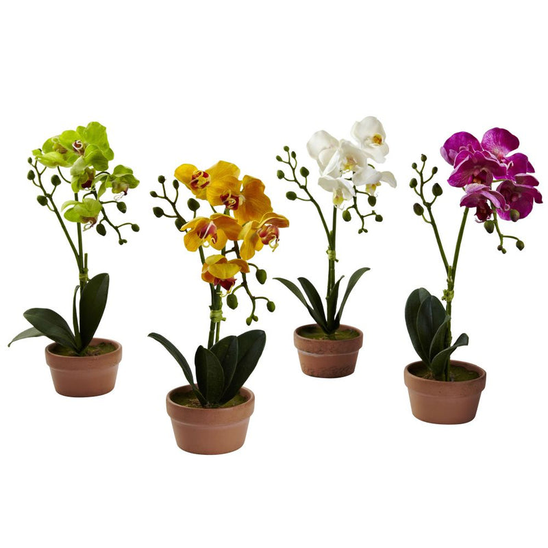 Phalaenopsis Orchid w/Clay Vase (Set of 4) Default Title