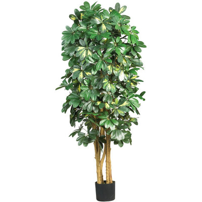 5' Schefflera Silk Tree Default Title