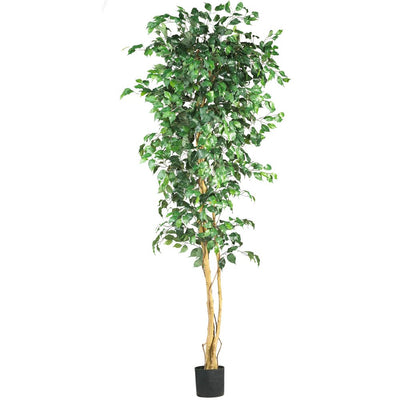 7' Ficus Silk Tree Default Title