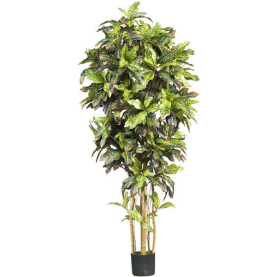 6' Croton Silk Tree Default Title