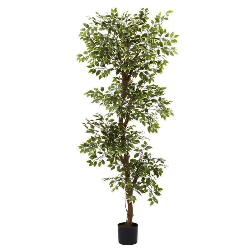 6’ Variegated Ficus Tree Default Title