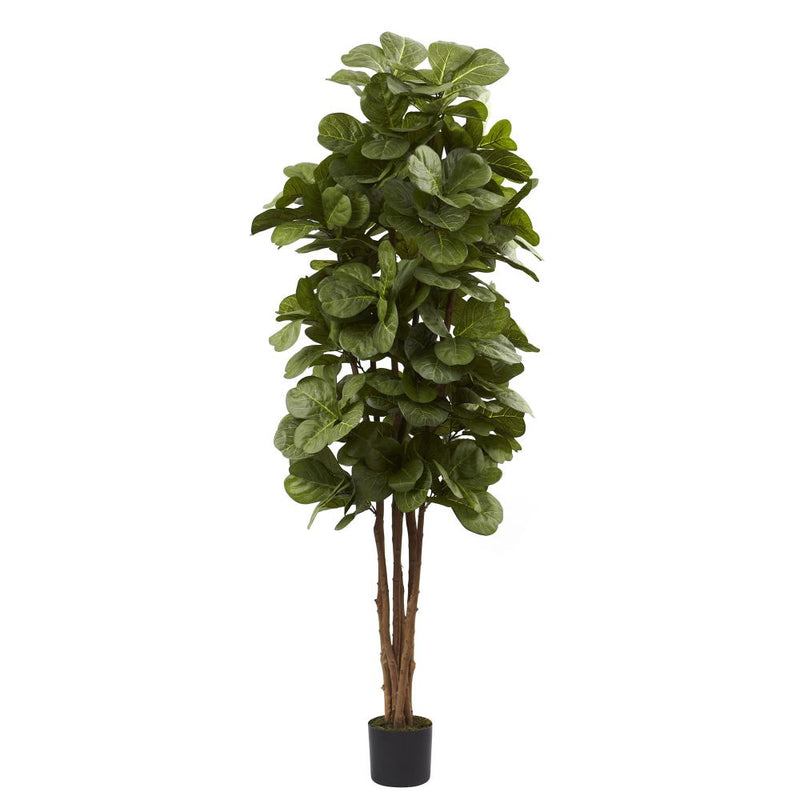 6’ Fiddle Leaf Fig Tree Default Title