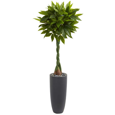 6’ Money Artificial Tree in Gray Cylinder Planter (Real Touch) Default Title