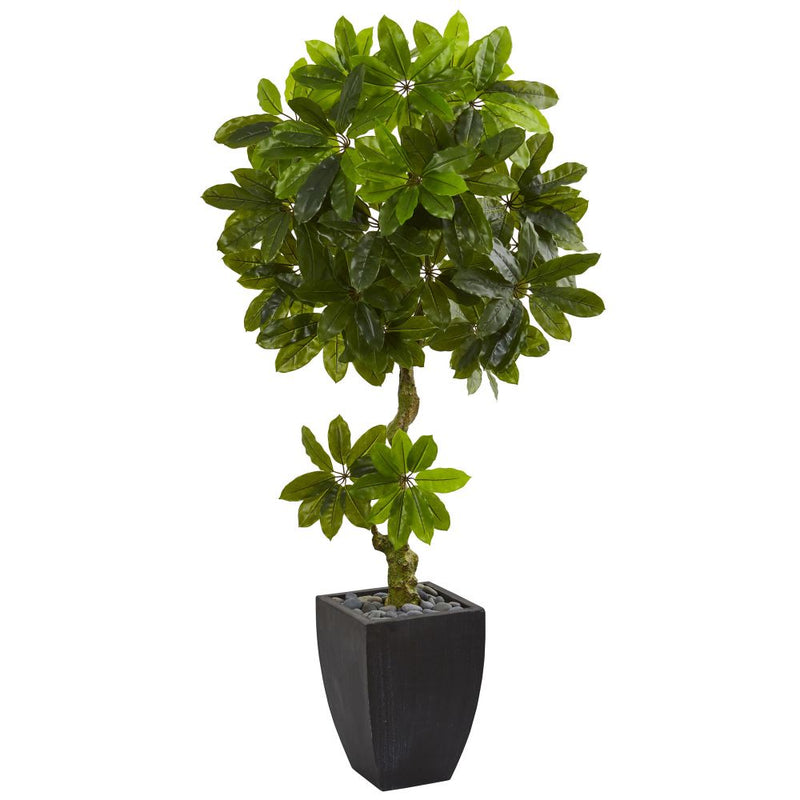 5.5’ Schefflera Artificial Tree in Black Wash Planter UV Resistant (Indoor/Outdoor) Default Title