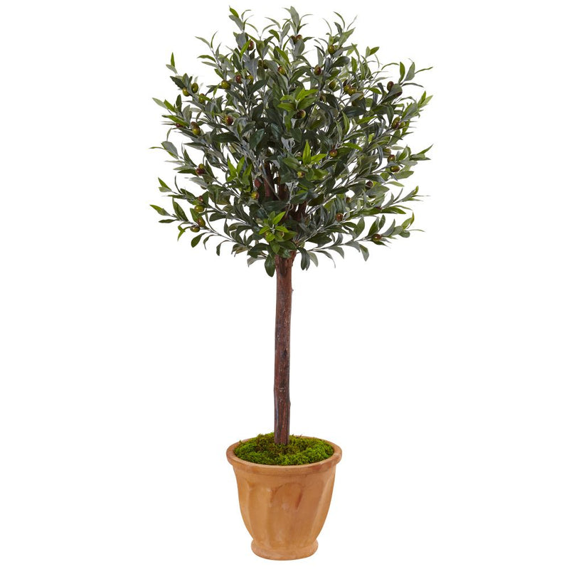 4.5’ Olive Tree in Terracotta Planter Default Title