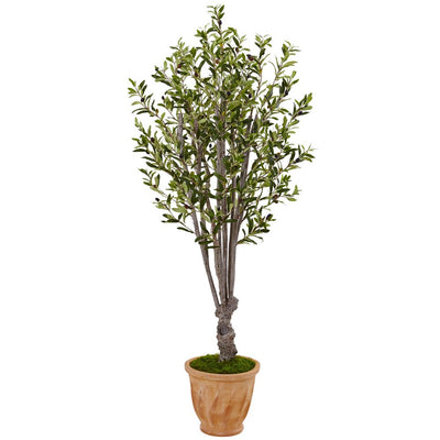 5’ Olive Tree in Terracotta Planter Default Title