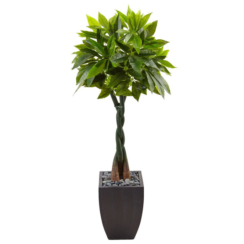 5’ Money Tree in Black Square Planter Default Title