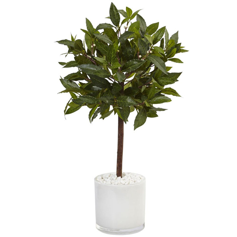 2’ Sweet Bay Tree in White Glossy Cylinder Default Title