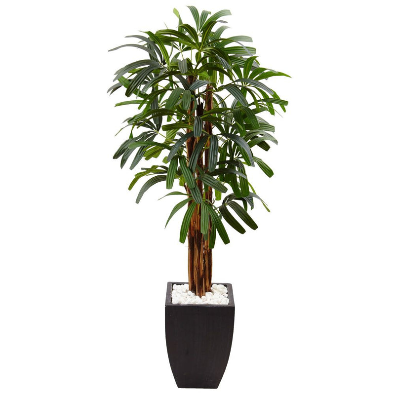 5.5’ Raphis Plam Tree in Black Planter Default Title