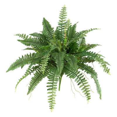 Boston Fern (Set of 2) Default Title