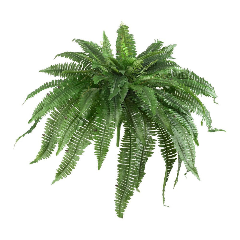 Boston Fern (Set of 2) Default Title