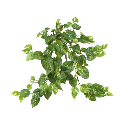 Pothos Hanging Bush (Set of 3) Default Title