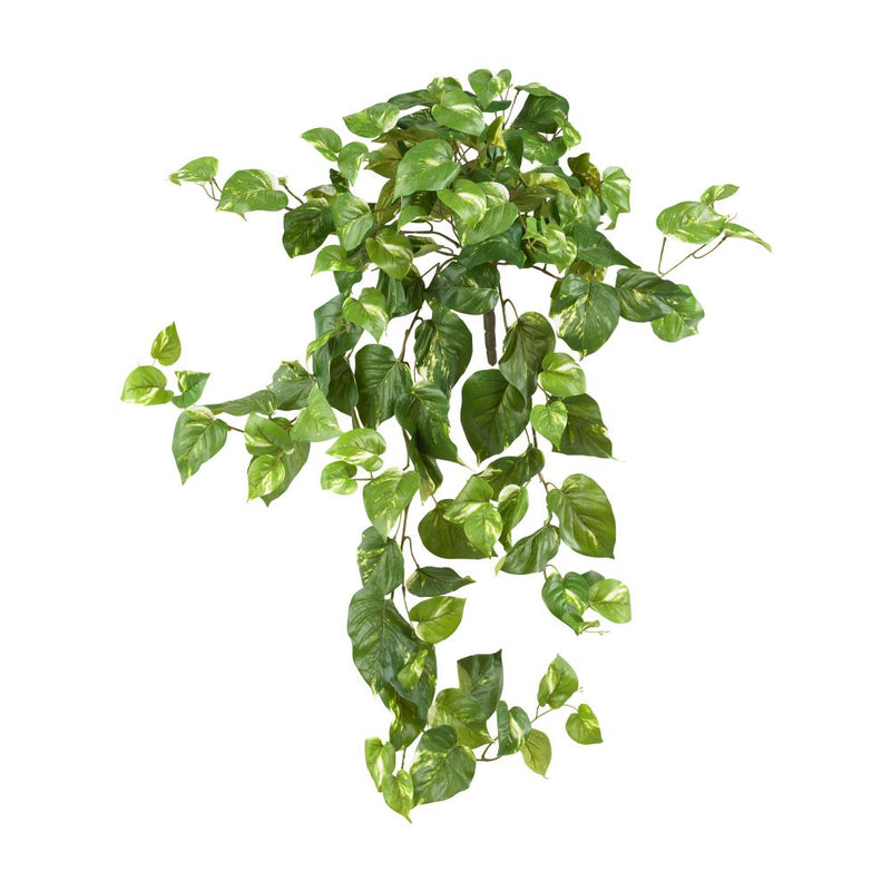 Pothos Hanging Bush (Set of 3) Default Title