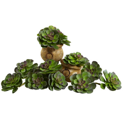 6” Echeveria Succulent (Set of 12) Default Title