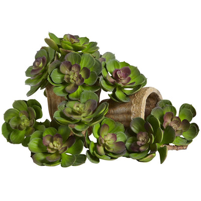 5” Echeveria Succulent Plant (Set of 12) Default Title