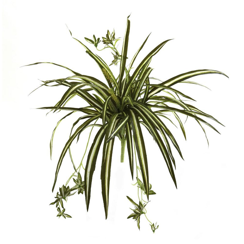 Spider Plant Bush (Set of 4) Default Title