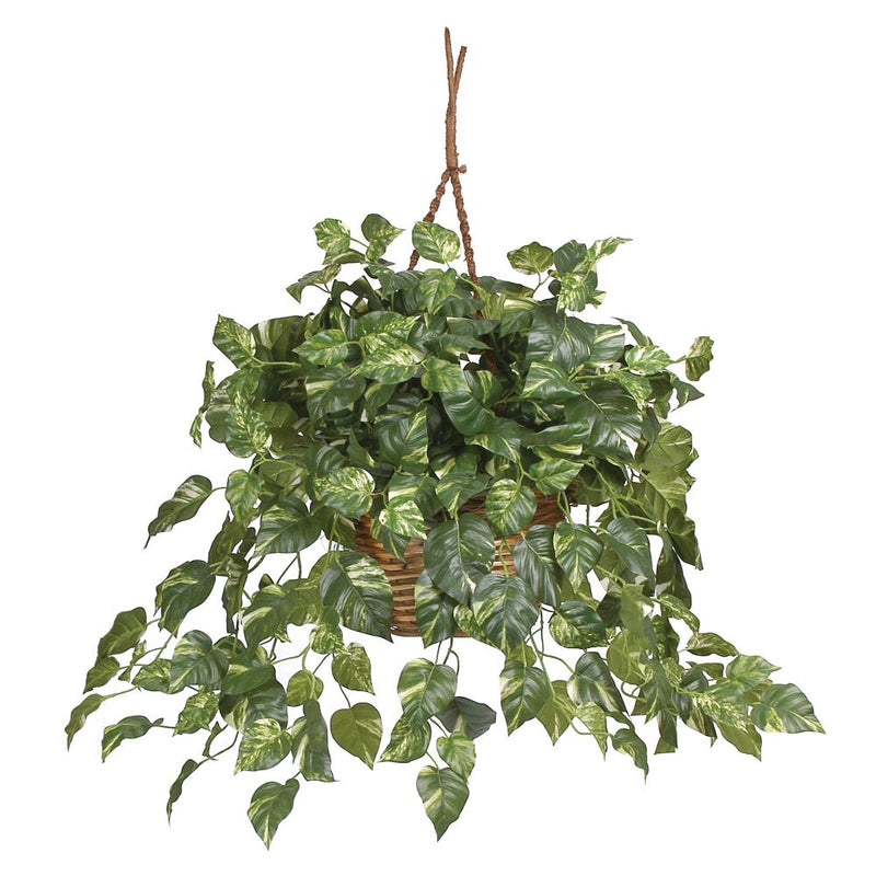 Pothos Hanging Basket Silk Plant Default Title