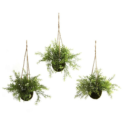 Ruscus, Sedum & Springeri Hanging Basket (Set of 3) Default Title