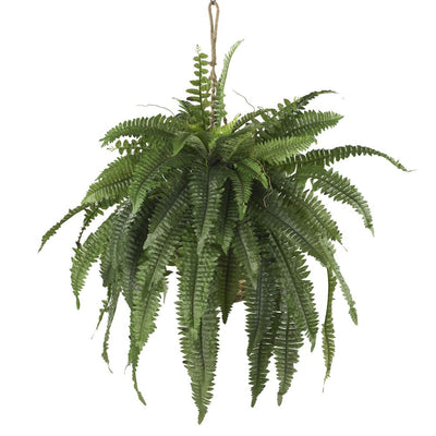 Large Boston Fern Hanging Basket Default Title