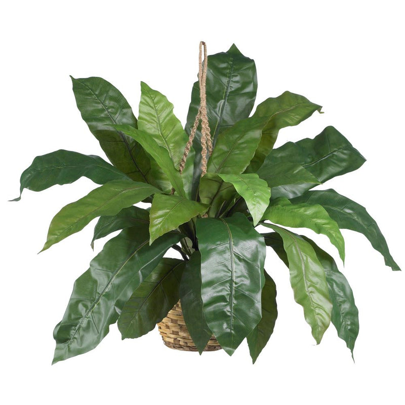 Large Birds Nest Fern Hanging Basket Default Title