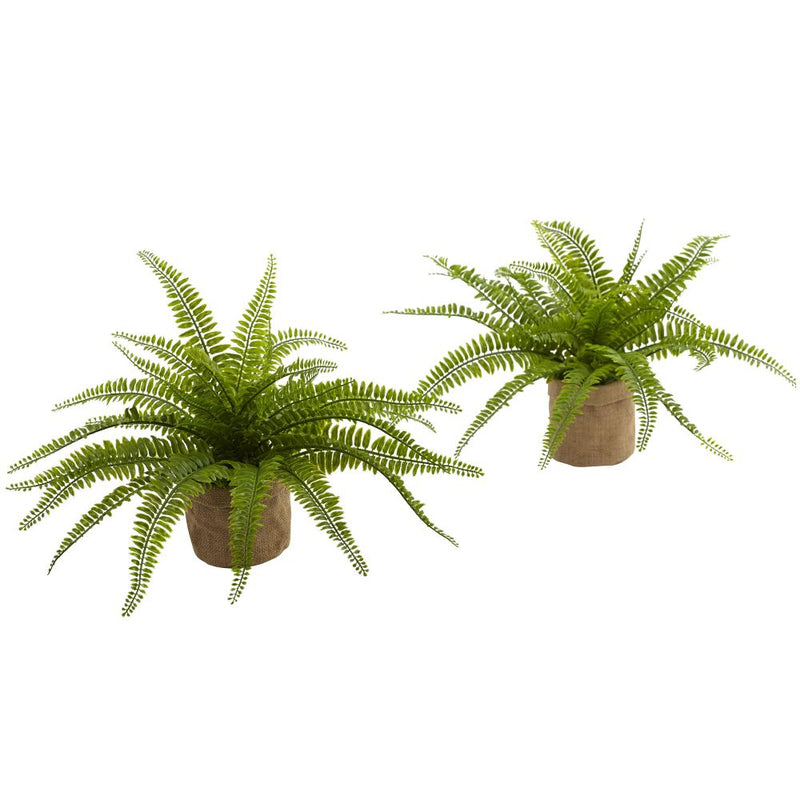 Boston Fern w/Burlap Planter (Set of 2) Default Title