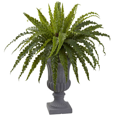 Birdsnest Fern with Urn Default Title