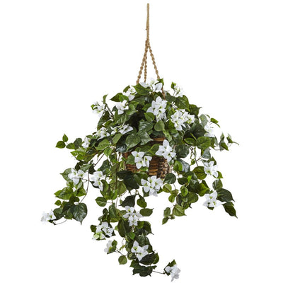 Bougainvillea Hanging Basket Default Title