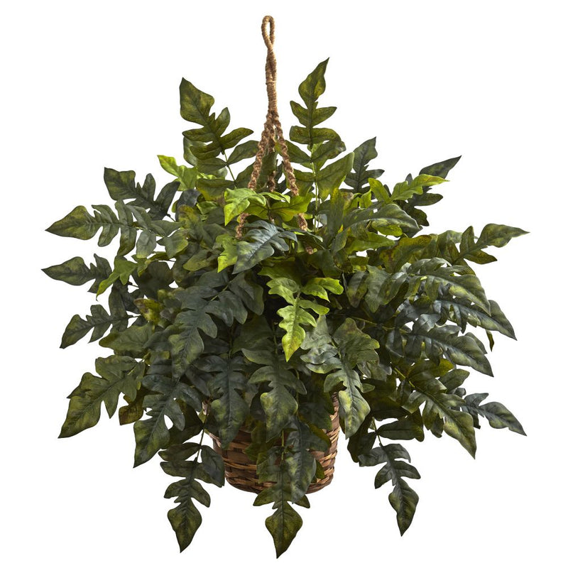 Holly fern Hanging Basket Default Title