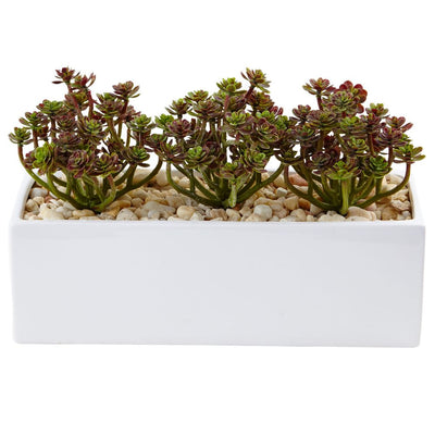 Sedum in Rectangular Planter Default Title