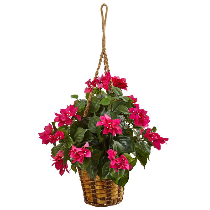 Bougainvillea in Hanging Basket Default Title