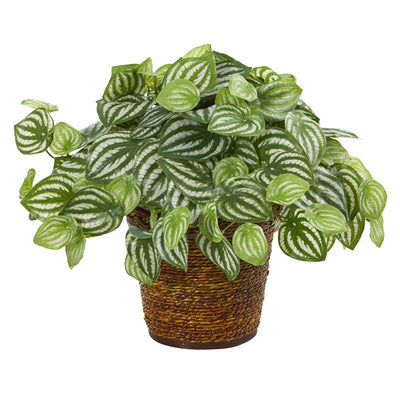 13” Watermelon Peperomia Artificial Plant in Basket (Real Touch) Default Title