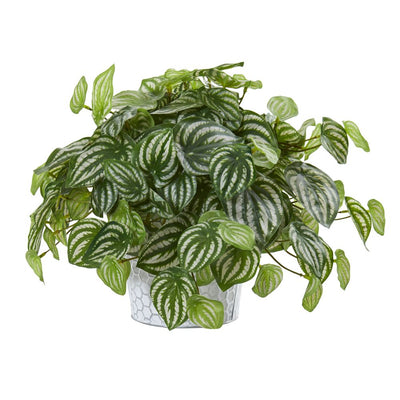 13” Watermelon Peperomia Artificial Plant in Embossed White Planter (Real Touch) Default Title