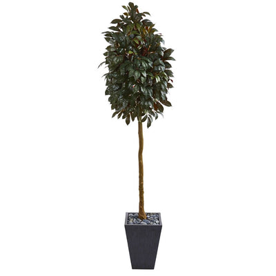 71” Capensia Ficus Artificial Tree in Slate Planter Default Title